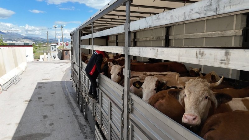 Erzincan’da kurbanlık sevkiyatına sıkı denetim