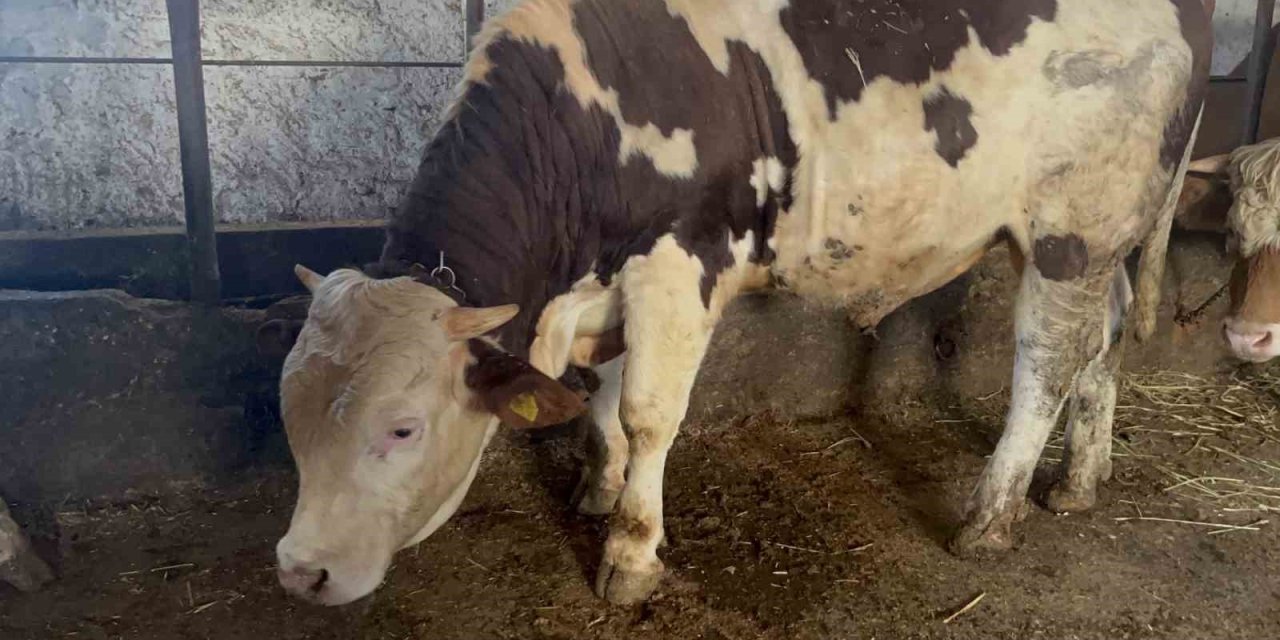 Kars’ta 600 kiloluk boğa görenlerin ilgisini çekiyor