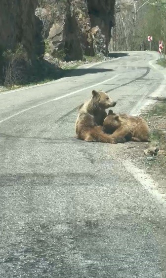 Munzur Vadisi’nde ilginç anlar: Anne ayı yavrusunu yolda emzirdi