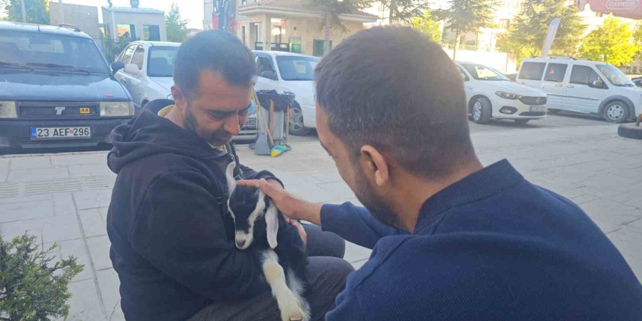 Elazığ’da ’Zeytin’ isimli oğlak, mahallenin maskotu haline geldi
