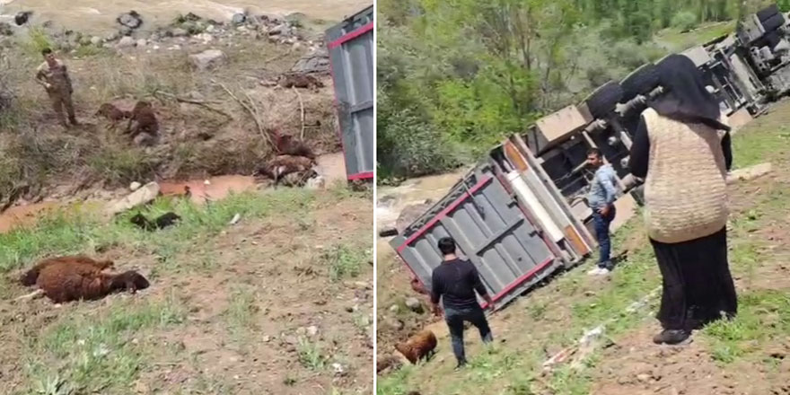Kars'ta koyun yüklü tır devrildi