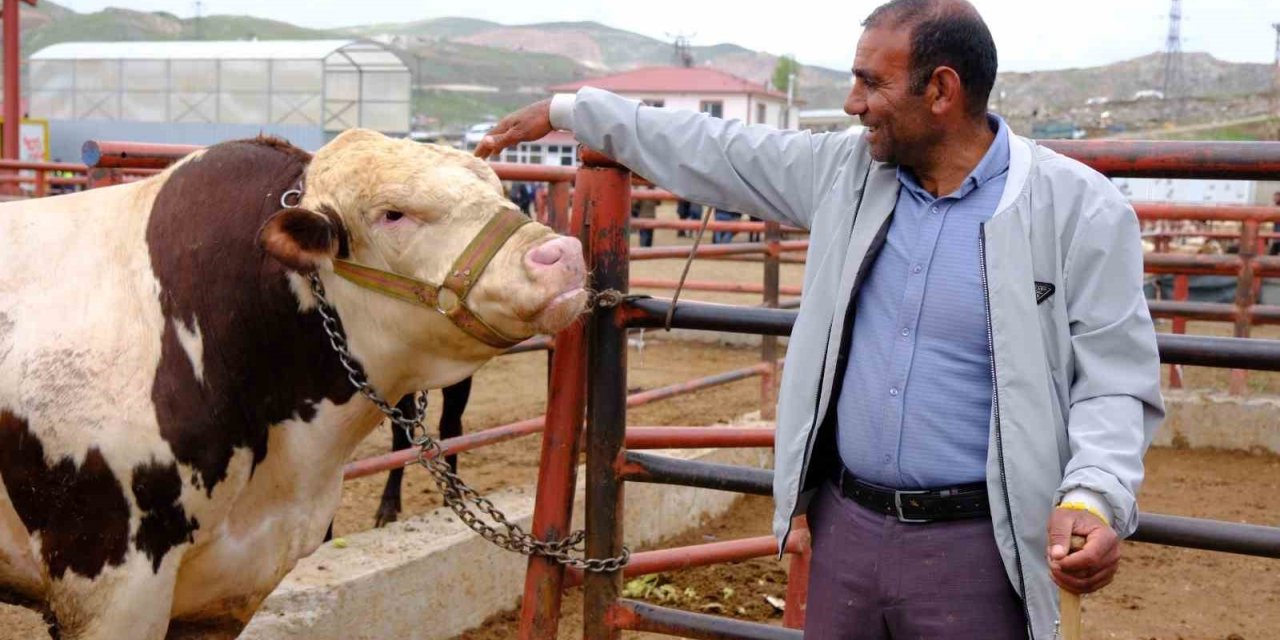 Van canlı hayvan pazarında Kurban Bayramı hareketliliği başladı