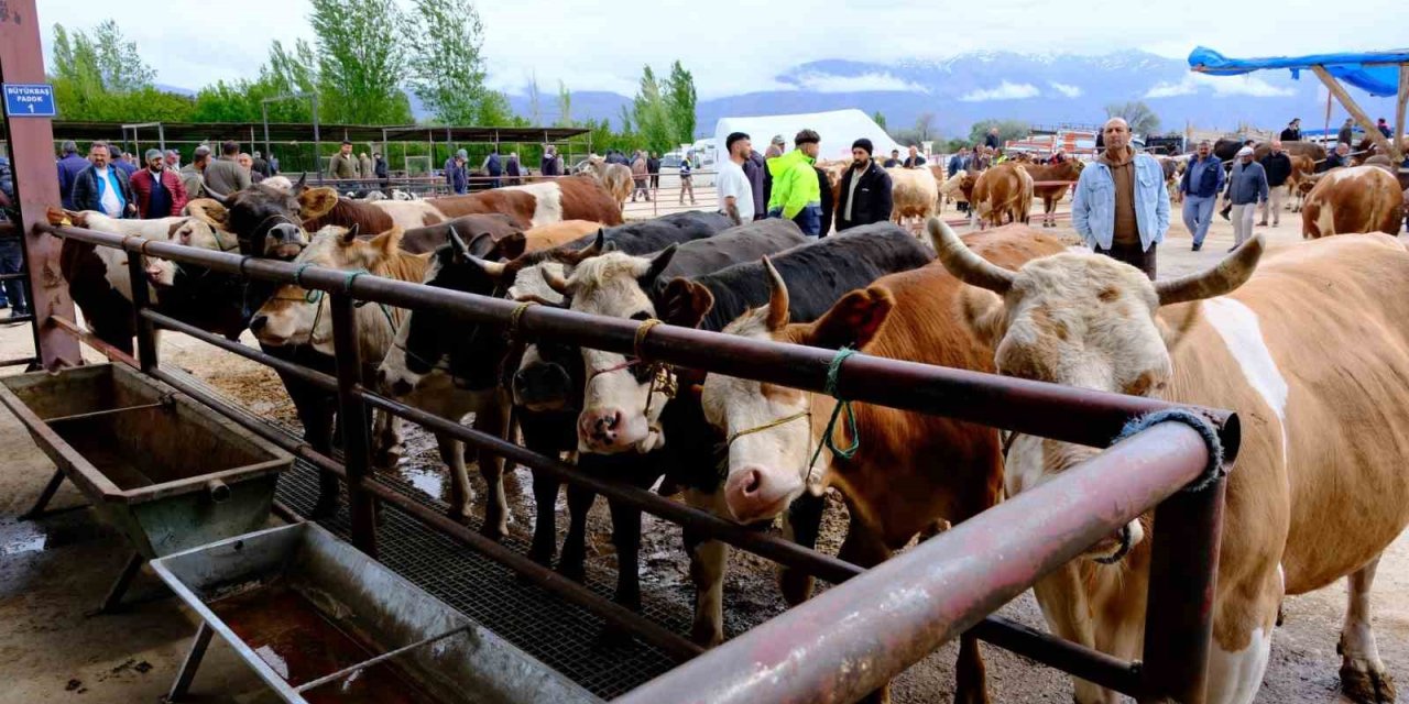 Erzincan’da hayvan pazarı hareketlendi: Sıkı pazarlıklar başladı