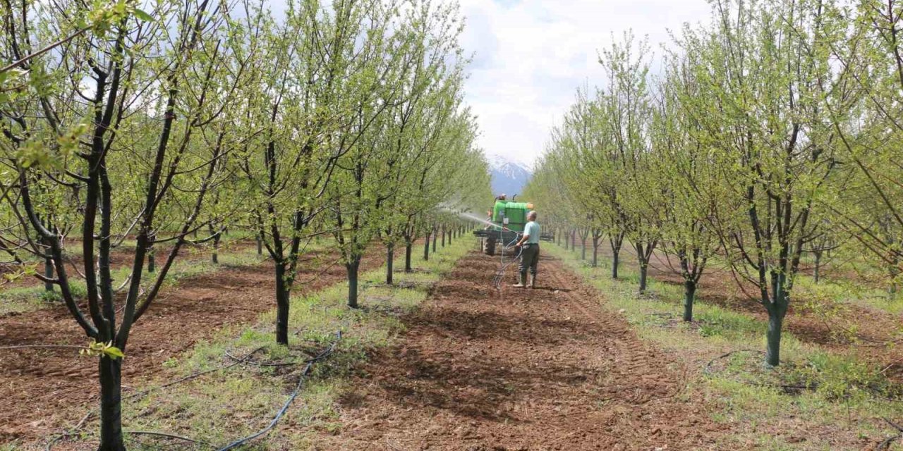 Erzincan’da meyve üreticilerine yağış sonrası ilaçlama uyarısı
