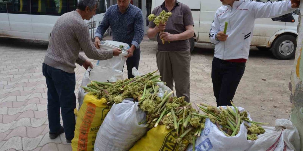 Yaylalardan toplandı, tezgâhlarda satışa sunuldu