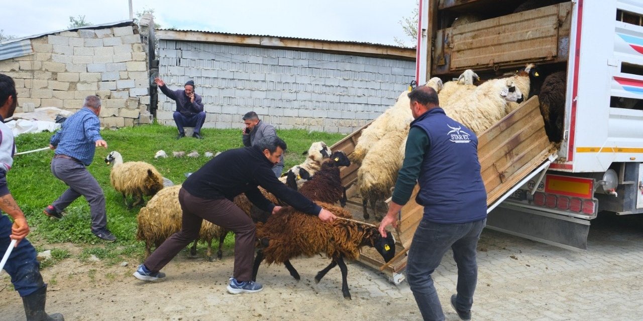 Erzincan’da yayla yolculuğu başladı, üreticiler hayvanları kamyonlara yüklemekte zorlandı