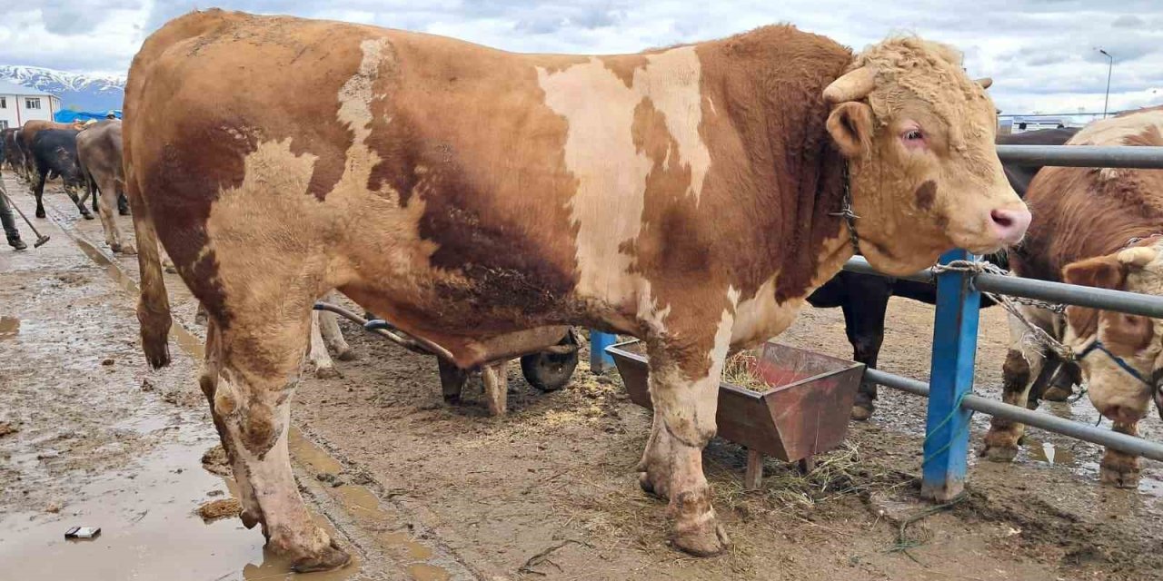 Şampiyon "Çakır" 525 bin TL’den satışta