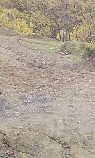 Pülümür’de vaşak görüntülendi