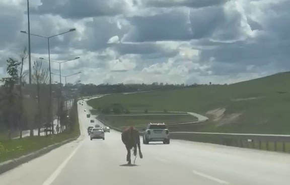 Erzurum’da bir kurban klasiği: Kaçan kurbanlıklar trafiği birbirine kattı