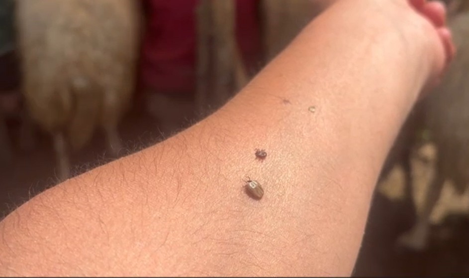 Kene popülasyonu arttı, uzmanlar tedbir çağrısı yaptı