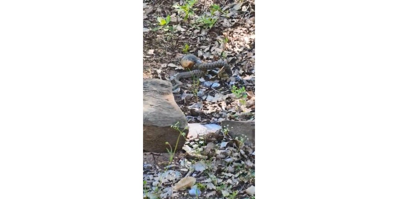 Tunceli’de kocabaş yılan, sincabı avladı
