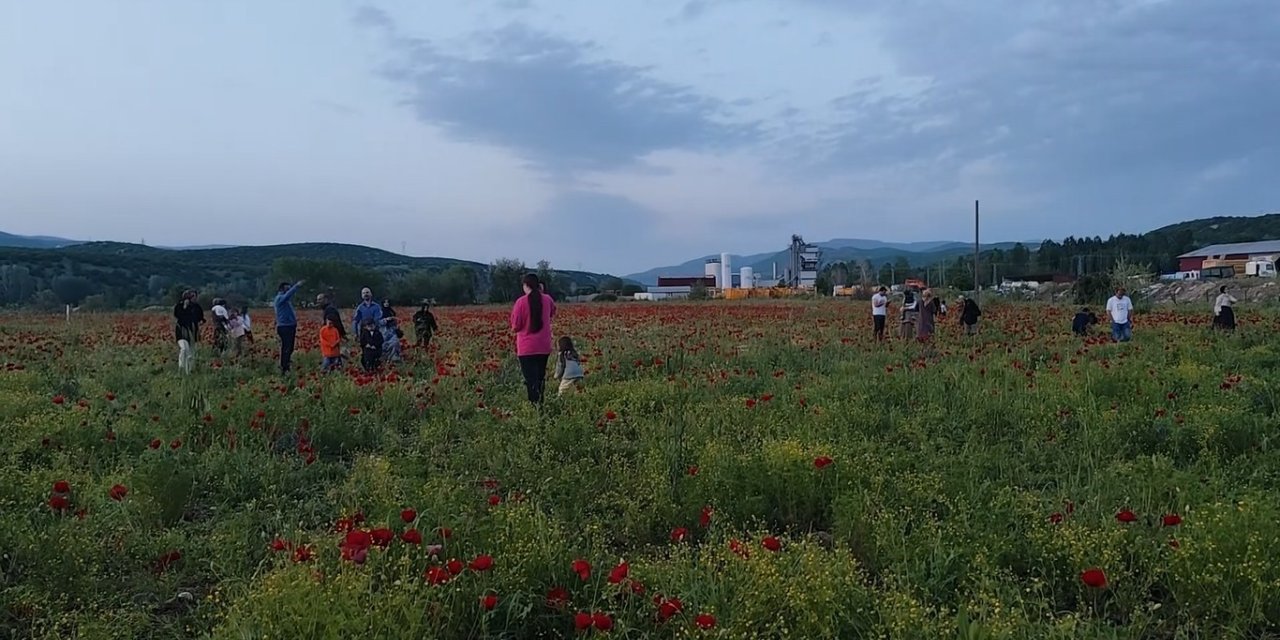 Bingöl’de doğal oluşan gelincik tarlası vatandaşların ilgi odağı oldu