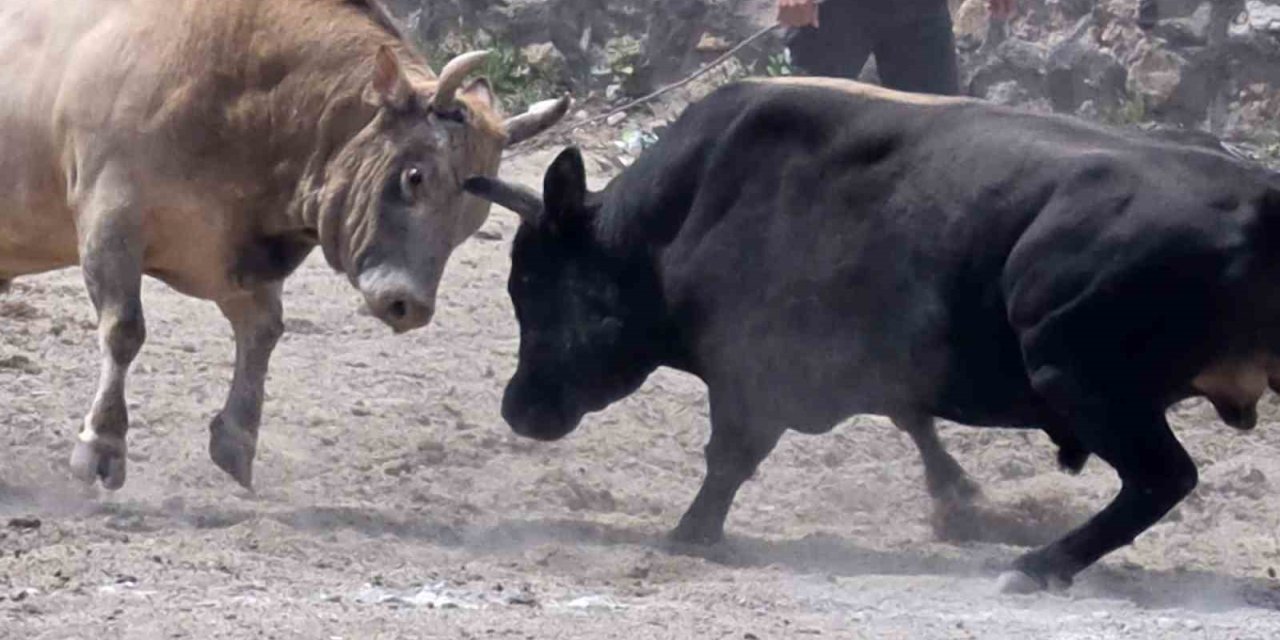 İspir’de boğa güreşleri nefes kesti