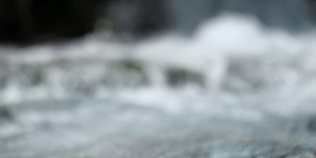 Sürgü Takas’ta yeşil kertenkele ilgi çekti