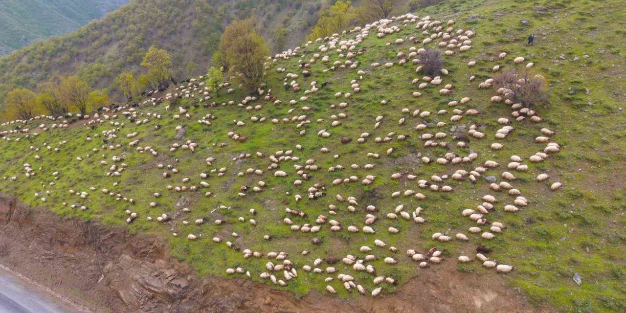 Muşlu besicilerin yaylalara yolculuğu başladı