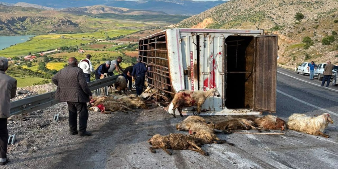 Canlı hayvan taşıyan kamyon kaza yaptı, koyunlar telef oldu
