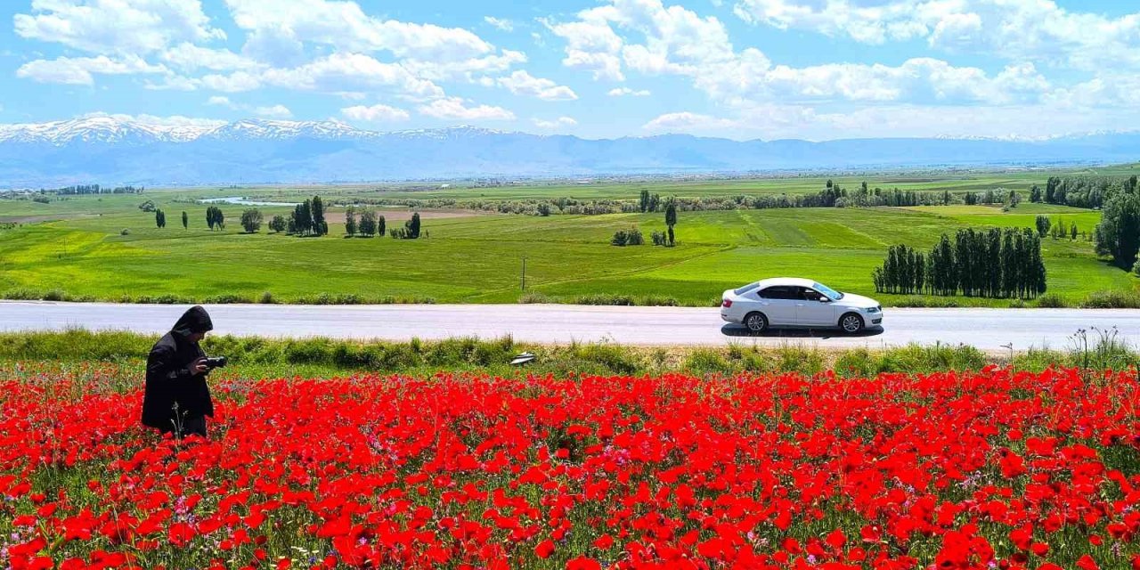 Muş’taki doğal gelincik tarlası vatandaşların ilgi odağı oldu