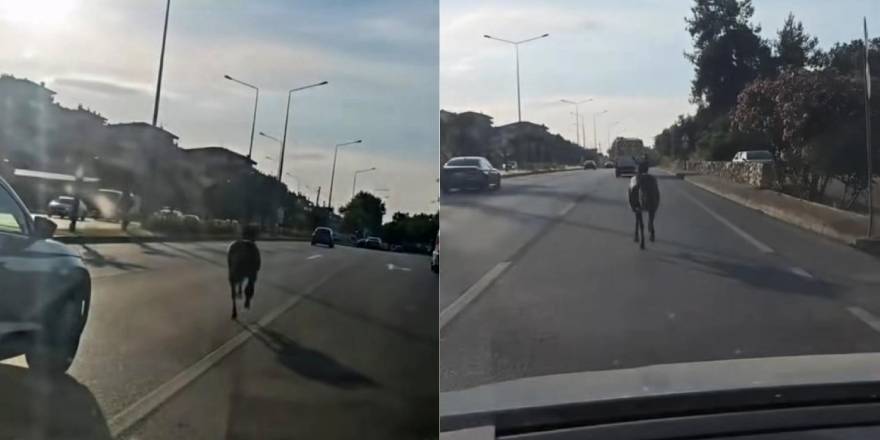 Başıboş at ana yolda trafiği tehlikeye attı