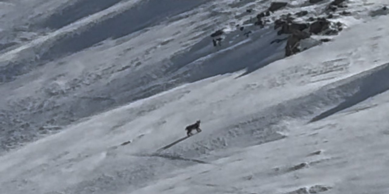 Bitlis’te nesli tehlike altında olan vaşak görüntülendi