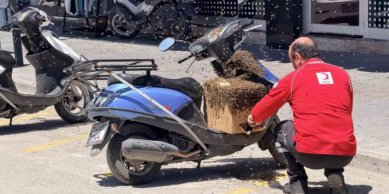 Şehrin göbeğinde oğul veren arılar ilgi odağı oldu