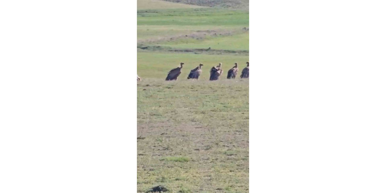 Özalp ilçesinde kızıl akbaba sürüsü görüldü