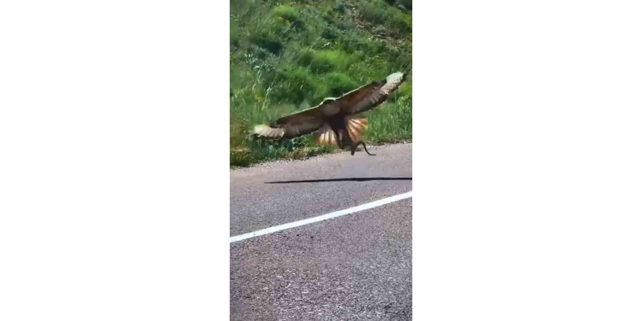 Kartalın nefes kesen yılan avı kamerada
