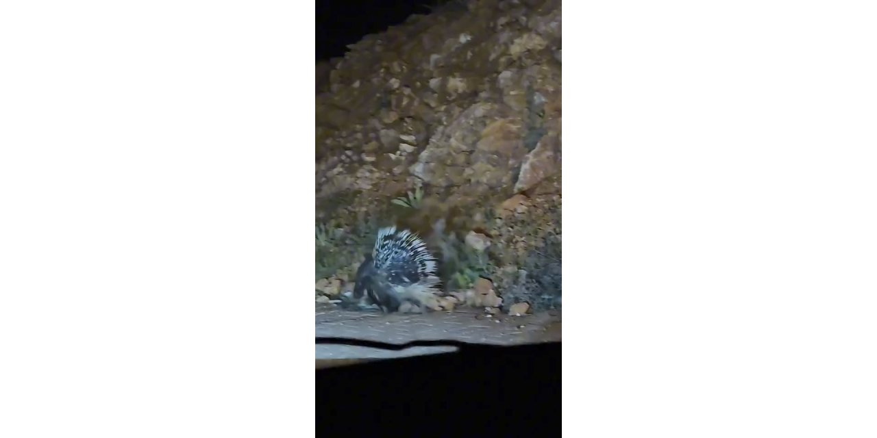 Elazığ’da oklu kirpi görüntülendi