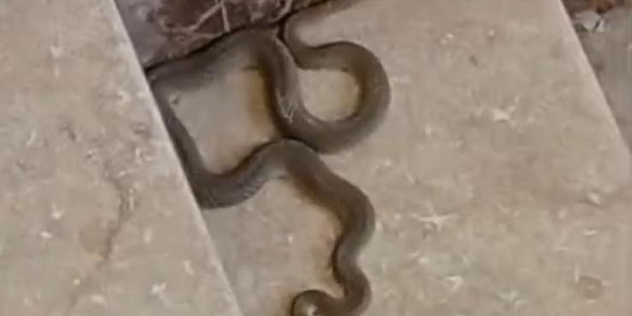 Apartmana giren yılan paniğe neden oldu