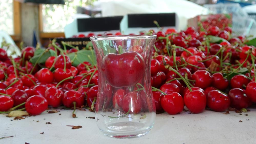 Çanakkale'de çay bardağına sığmayan Lapseki kirazında hasat başladı
