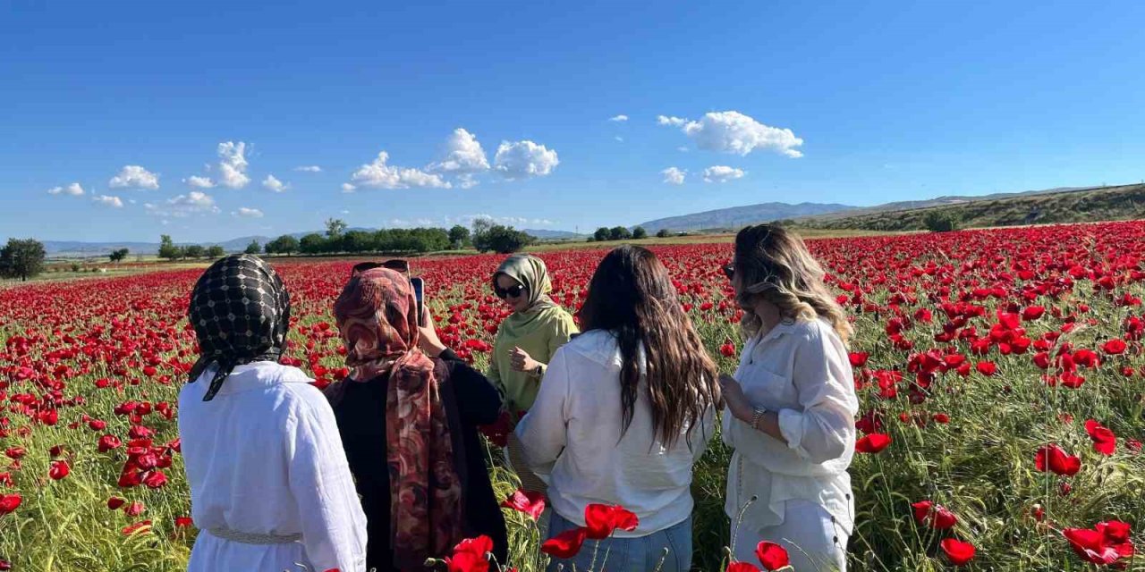 Elazığ’da oluşan doğal gelincik tarlasına vatandaşlar akın etti