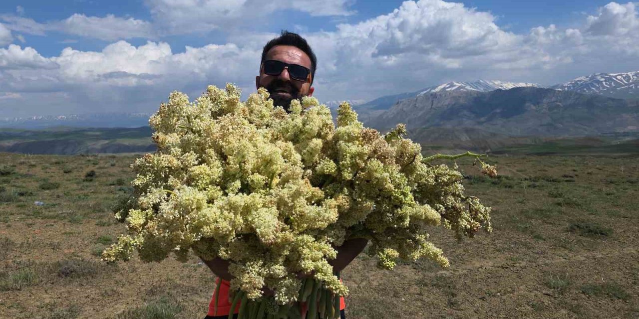 Yayla muzunu vatandaş kendi topluyor