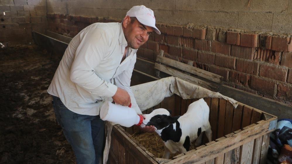 Küçük Buzağıya Büyük İlgi: Yaşama Tutunma Mücadelesi