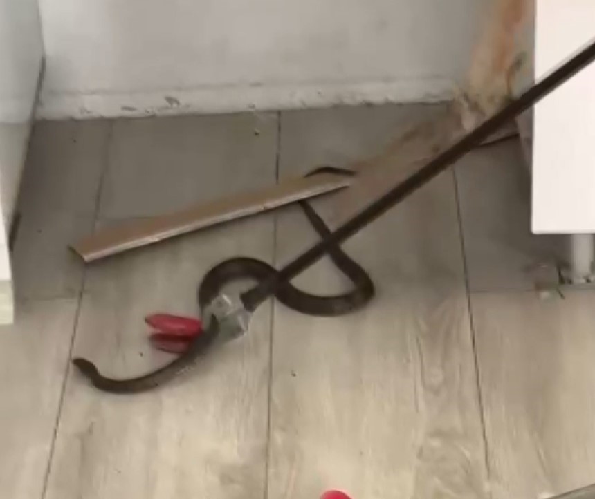 Eve giren yılanı itfaiye ekipleri çıkardı