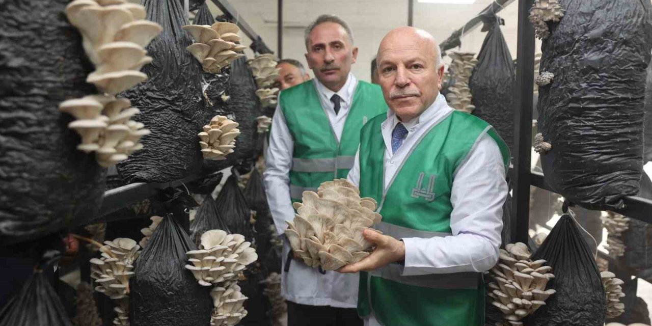 Erzurum Büyükşehir Belediyesi istiridye mantarı üretimine öncülük yaptı