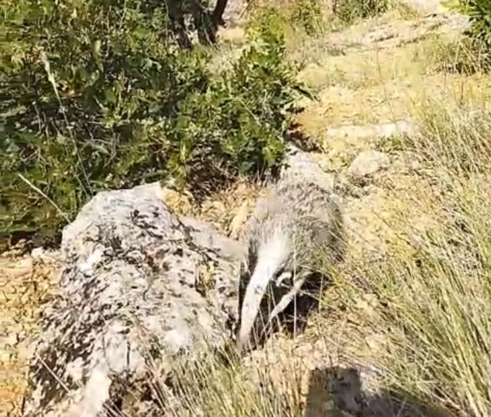 Dünyanın en korkusuz hayvanı bal porsuğunu tek darbeyle bayılttı