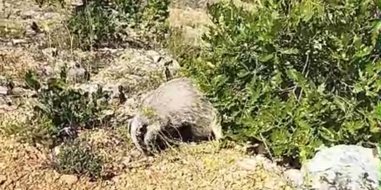 Dünyanın en korkusuz hayvanı bal porsuğunu tek darbeyle bayılttı