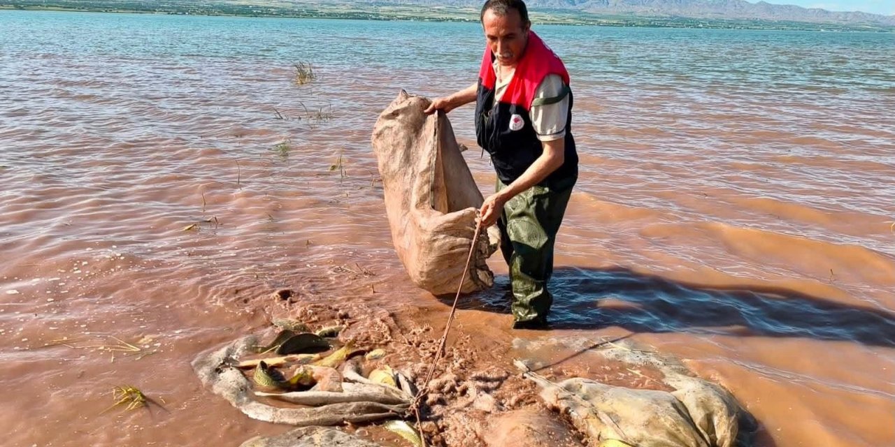 Keban baraj gölü’nde 700 kilogram canlı sazan kurtarıldı
