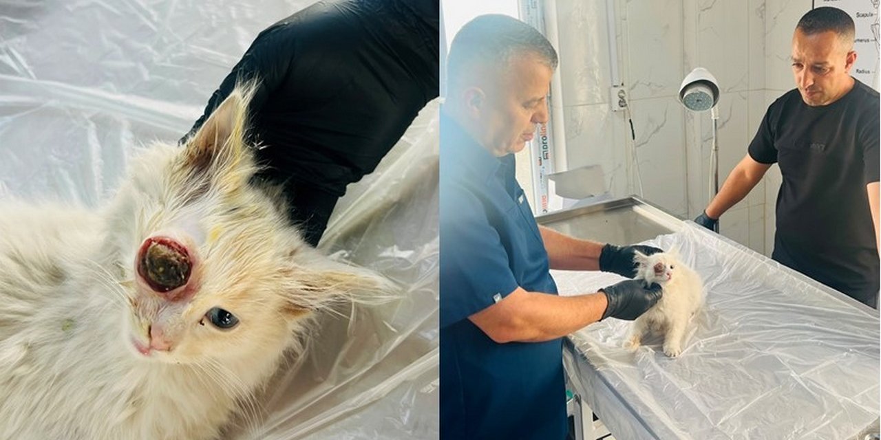 Gözü dışarı çıkan kedi başarılı ameliyatla sağlığına kavuştu