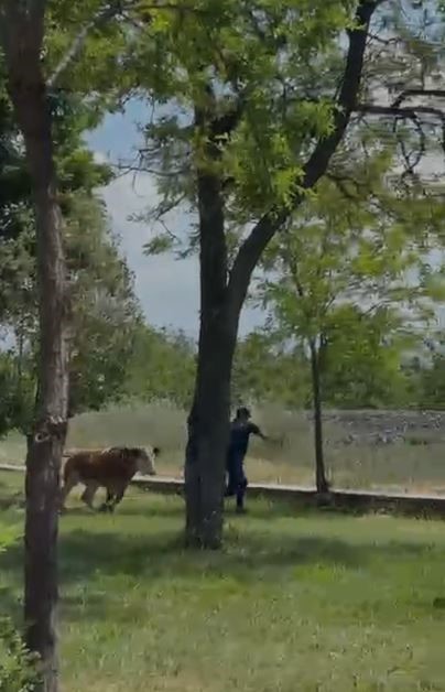 Elazığ’da sahibinden kaçan dana paniğe neden oldu
