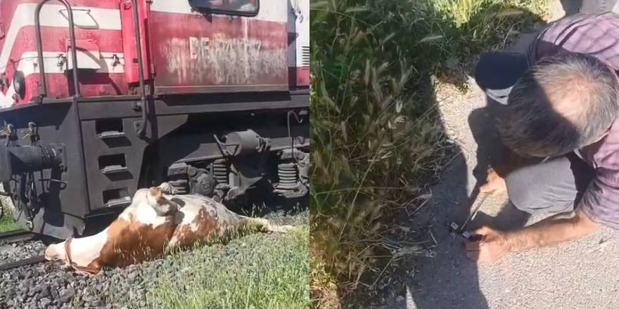 Tren çarpması sonucu raylara sıkışan ineğin telef olmaması için saniyelerle yarıştılar