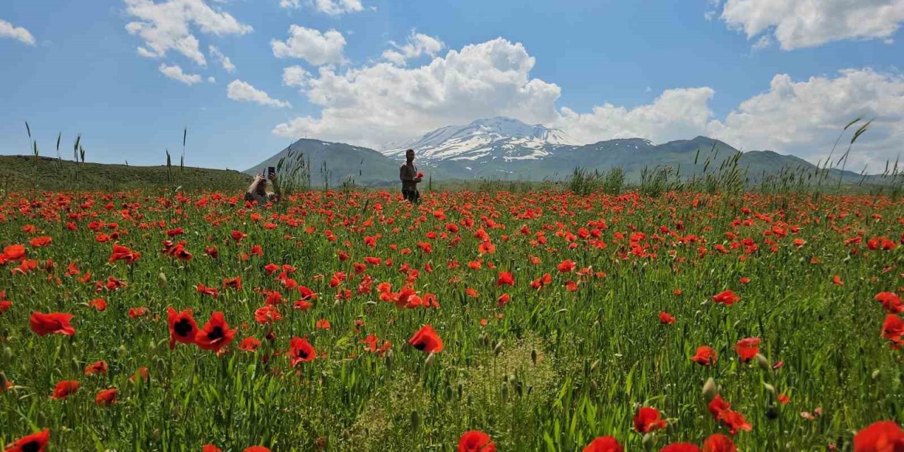 Bitlis’in Adilcevaz ilçesinde gelincik ve karın büyüleyici buluşması