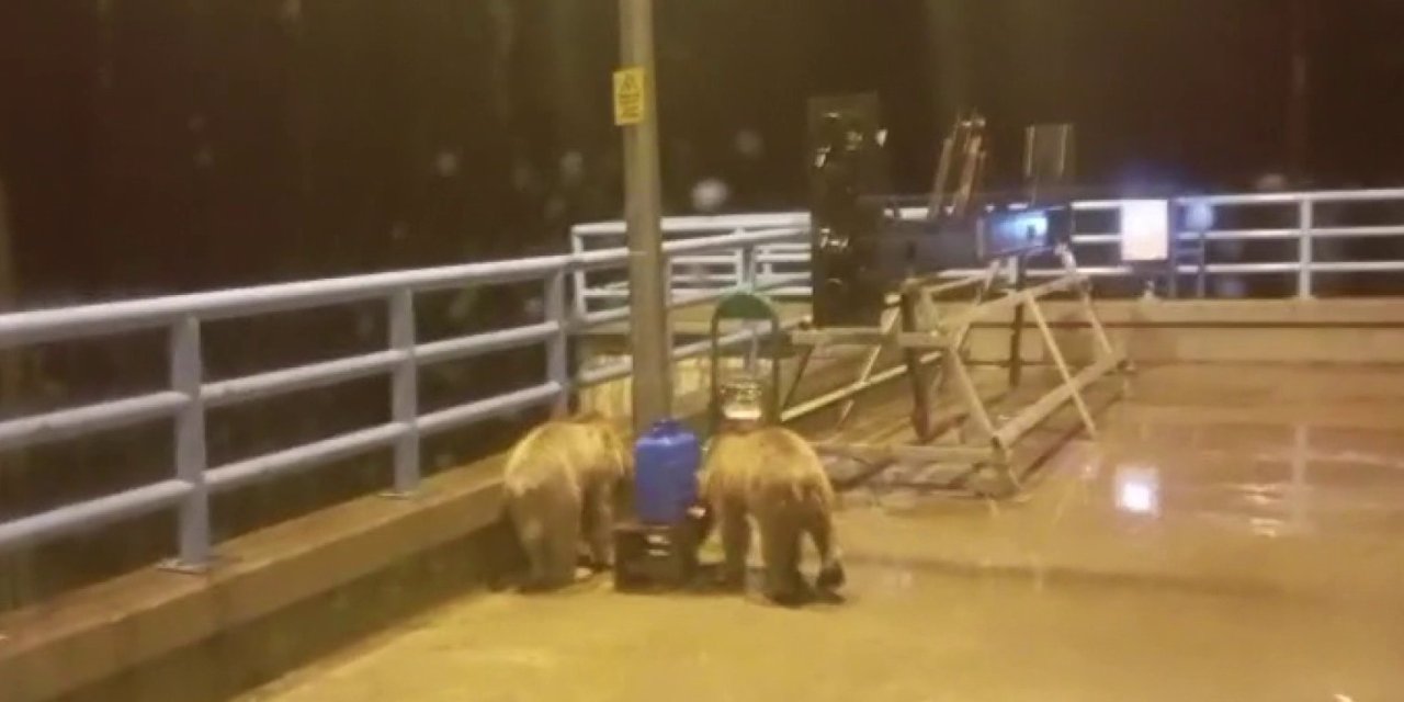 Barajda gece nöbeti tutan güvenlikçiye iki ayı yavrusu sürprizi