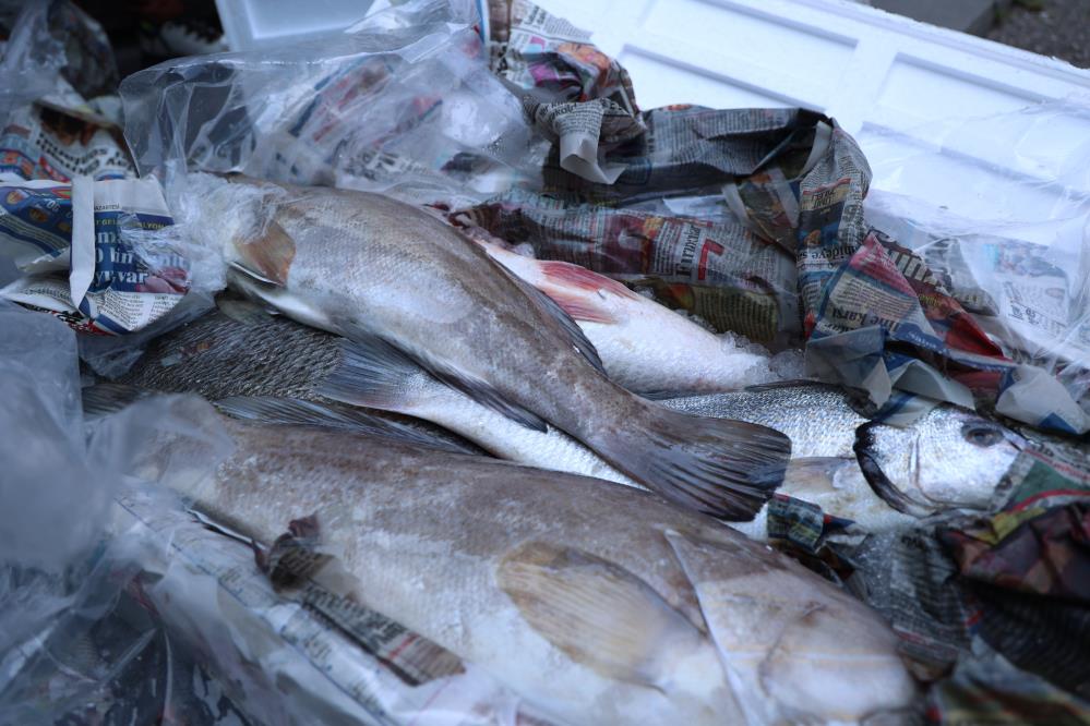 Antalya Otogarı'nda balık operasyonu: 260 kilo ele geçirildi