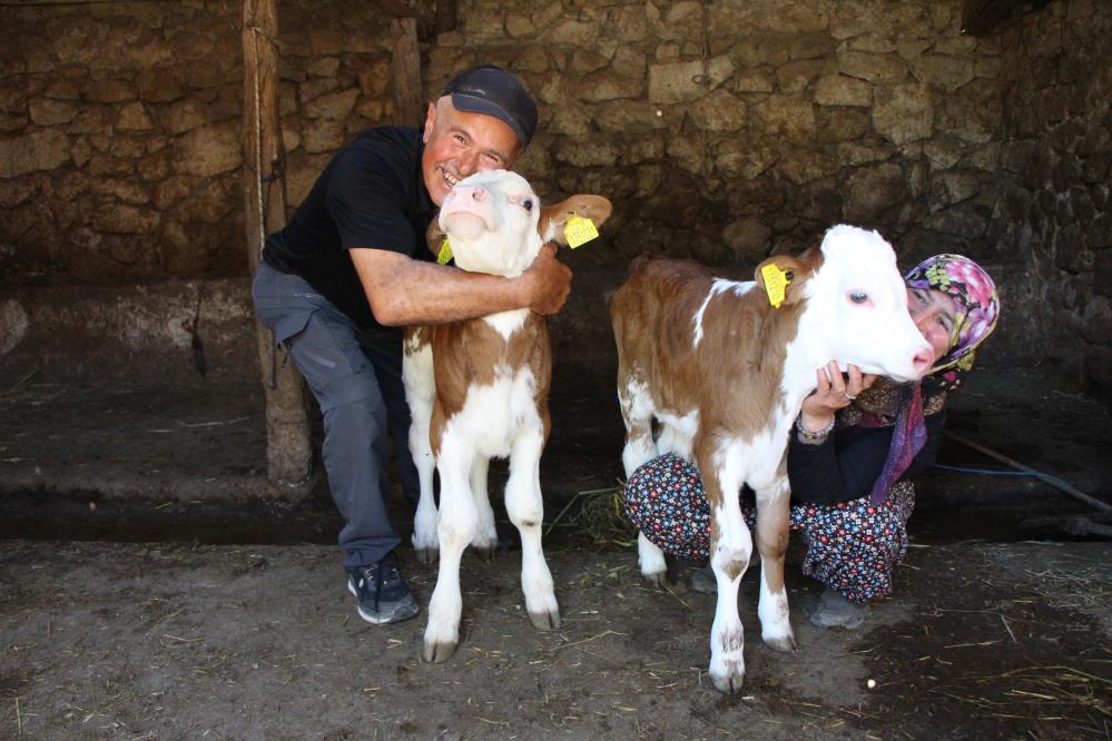 Buzağılarına hayranı oldukları şarkıcının ismini verdiler: ‘Yıldız’ ve ‘Tilbe’