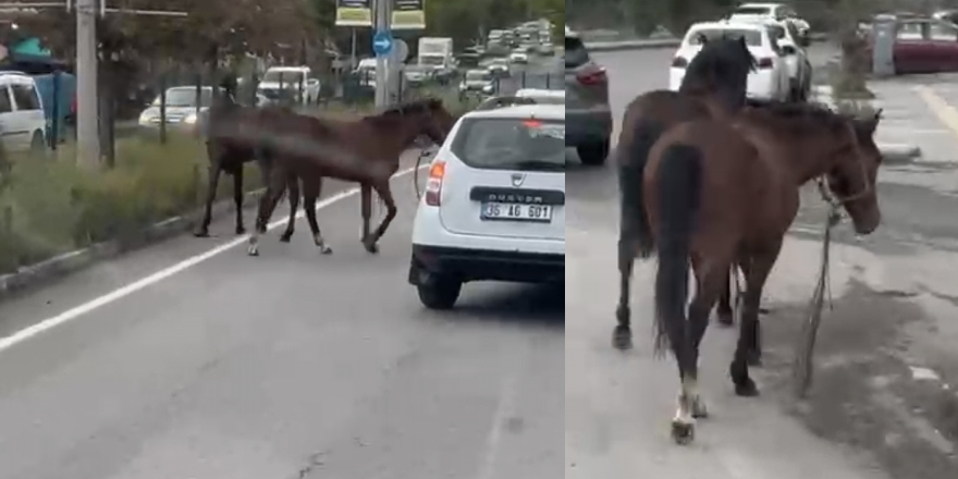 Kars Merkezde Başıboş At Alarmı: Sürücülere Zor Anlar Yaşattı