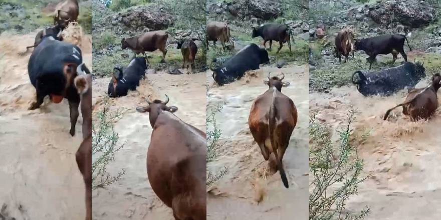 Yusufeli’nde taşan dereden geçen büyükbaş hayvanlar kamerada