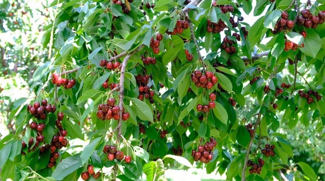 Erzincan’da yazın habercisi kiraz tezgâhlara iniyor
