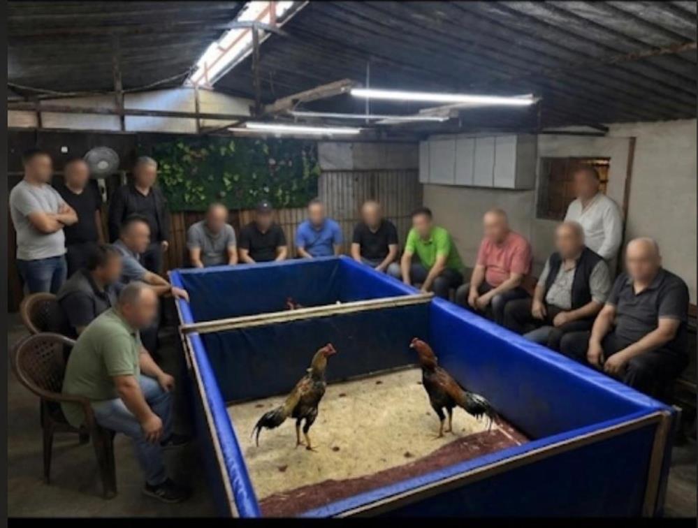 İzmir’de horoz dövüşü operasyonu: Çiftlik mühürlendi, 130 bin lira ceza kesildi
