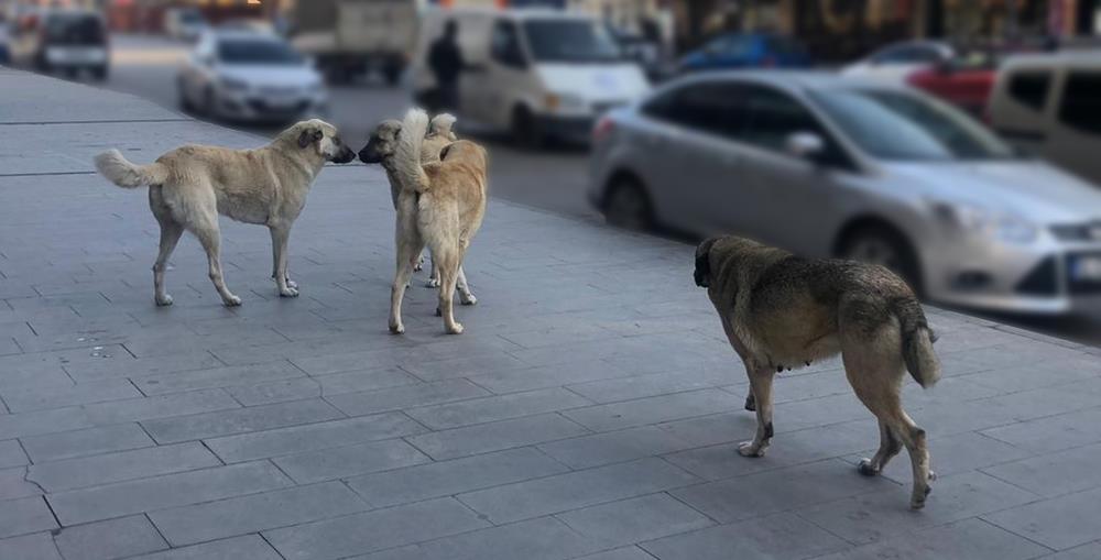 Sahipsiz köpeklerin tamamı yıl sonuna kadar barınaklara alınacak