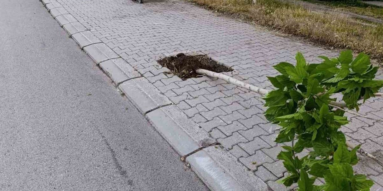 Patnos’ta ağaçlara zarar veren şüpheli yakalandı